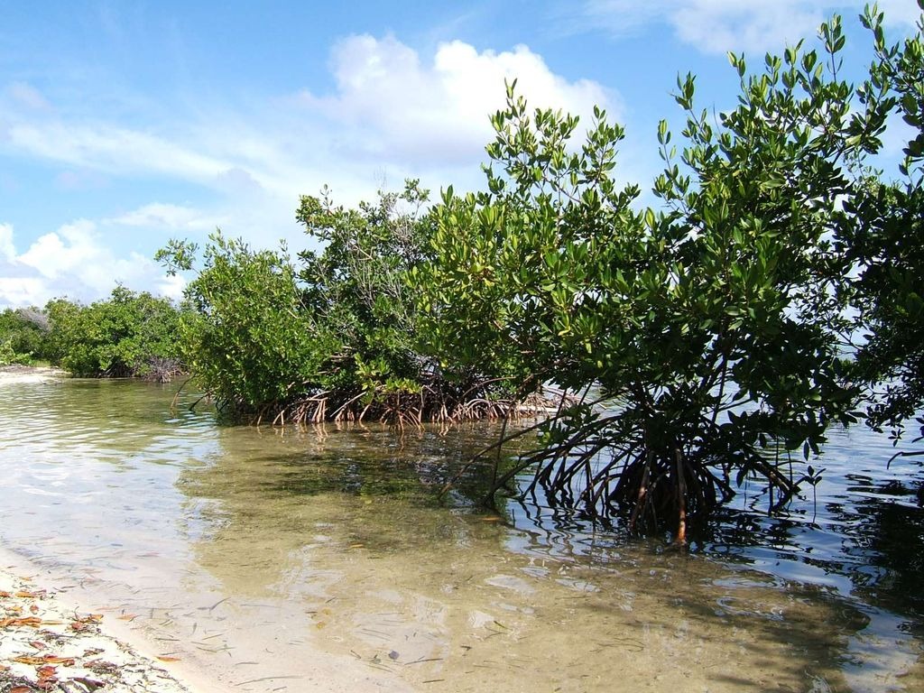 Red Mangroves jigsaw puzzle in Ann Stafford puzzles on TheJigsawPuzzles.com